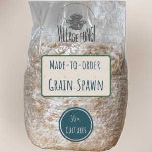 Home Fresh made-to-order mushroom grain spawn inoculated with gourmet mushroom culture