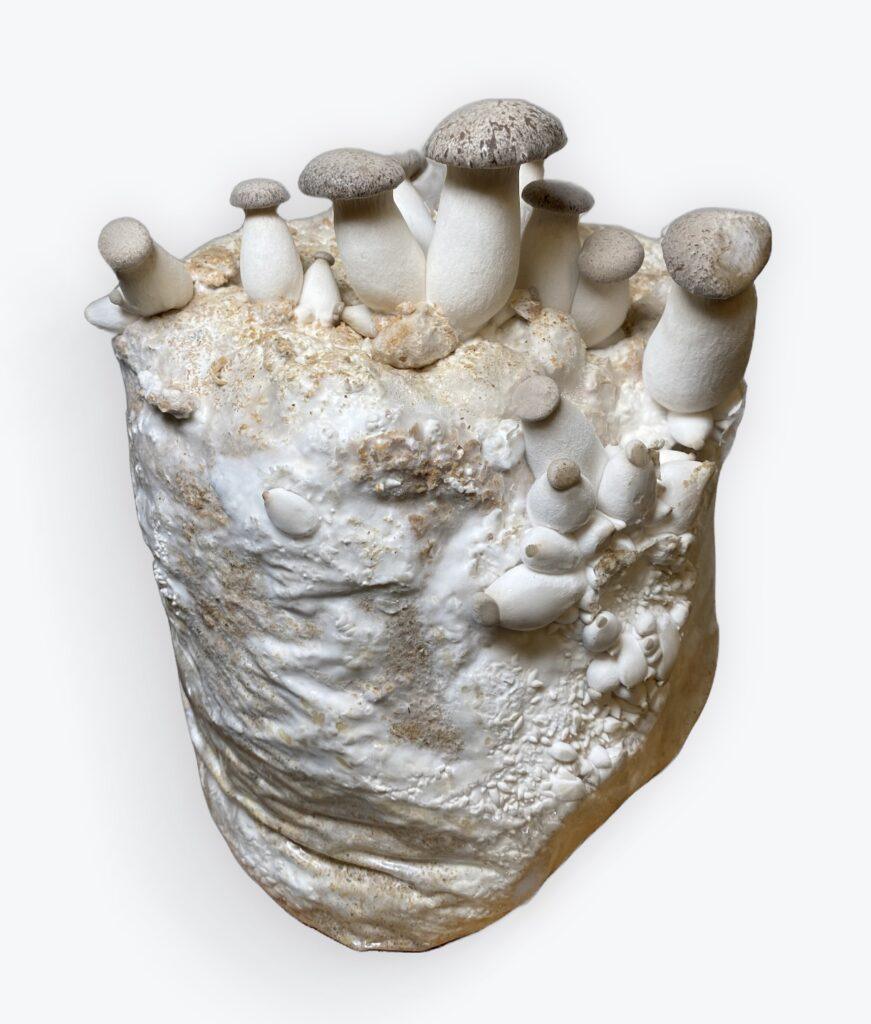 King Oyster Mushroom Growing Kit