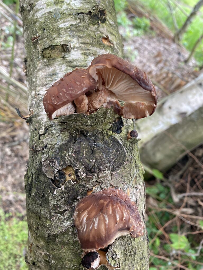 Shiitake Mushrooms Growing on a birch log