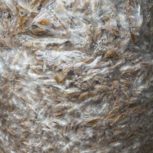 Mycelium growing on grain. grain spawn