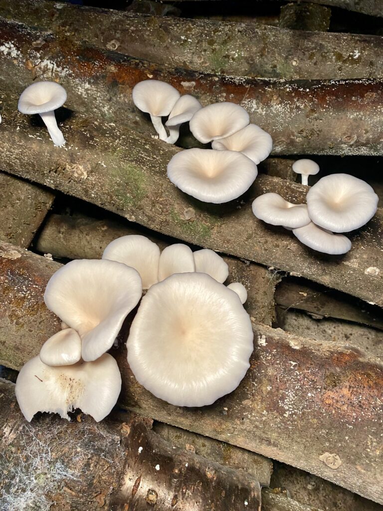 Oyster mushrooms growing on logs at home, fresh and healthy mushroom cultivation