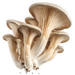 Oyster Mushroom cluster