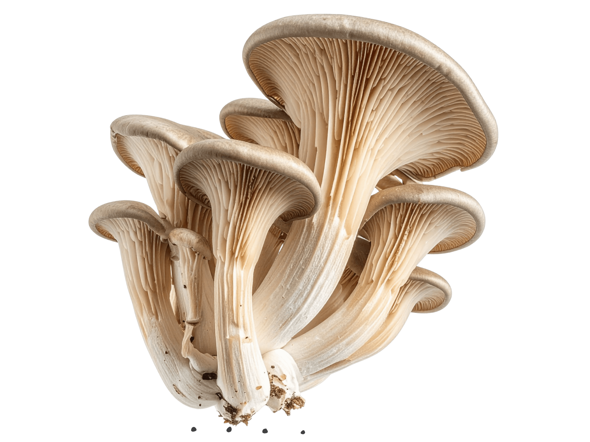 Oyster Mushroom cluster