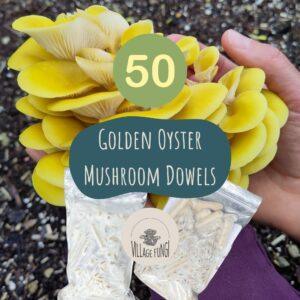 Lemon (golden) Oyster mushroom dowel plugs product photo with the mushrooms and packs of dowels.