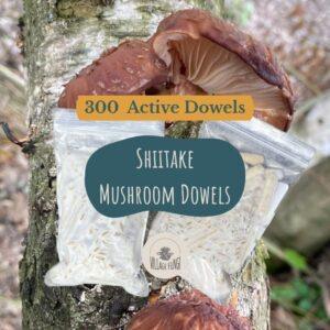 Shiitake Mushroom Dowel Plugs – Fully Colonized Plug Spawn for Log Inoculation