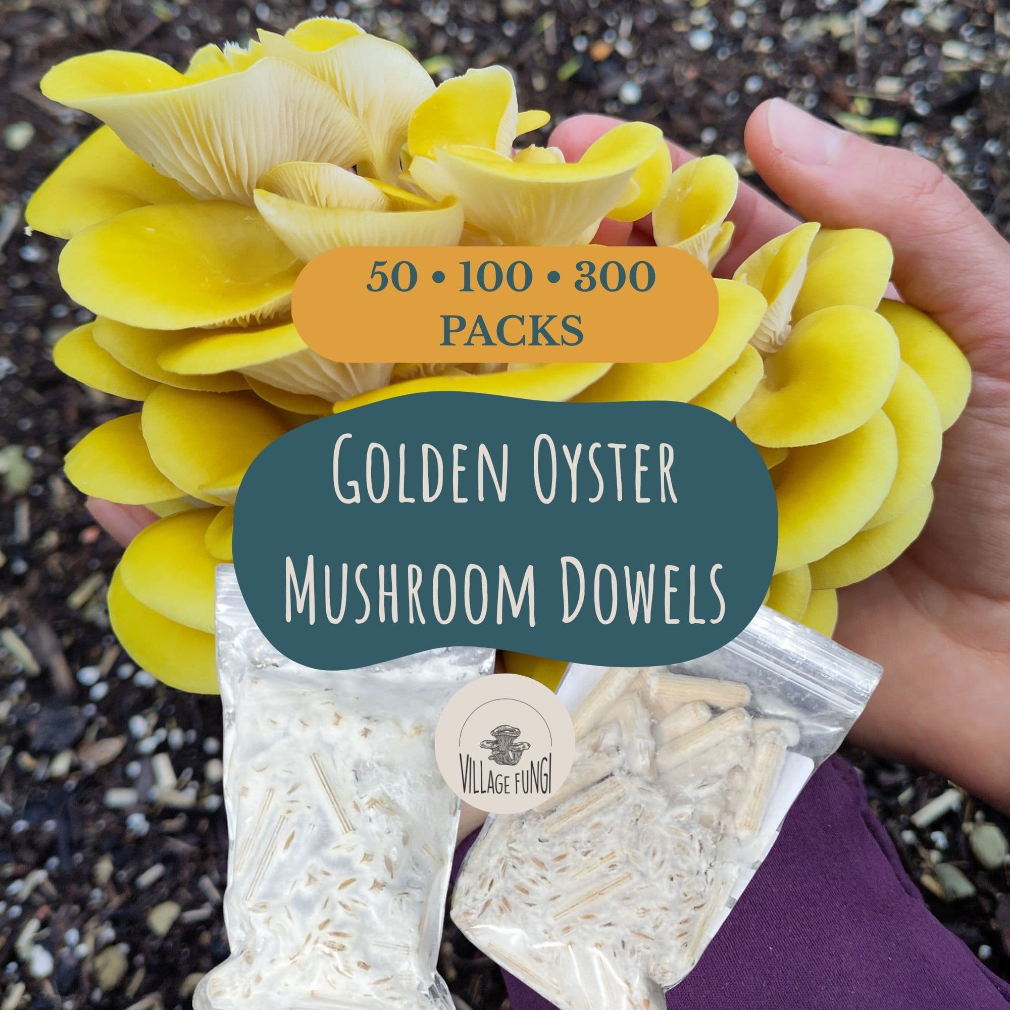 Lemon (Golden) Oyster Mushroom Dowel Plugs Lemon (golden) Oyster mushroom dowel plugs product photo with the mushrooms and packs of dowels.