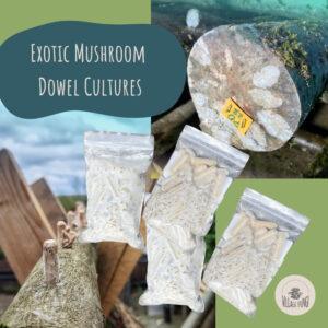 Exotic Mushroom Dowel Cultures – Village Fungi Product Range