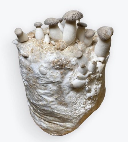 King Oyster Mushroom Growing Kit