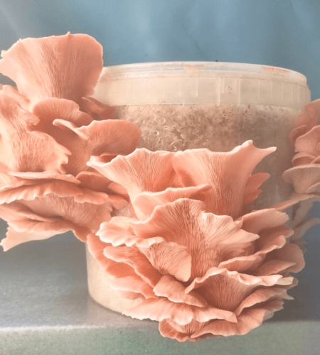 Pink Oyster Mushroom Bucket Growing Kit